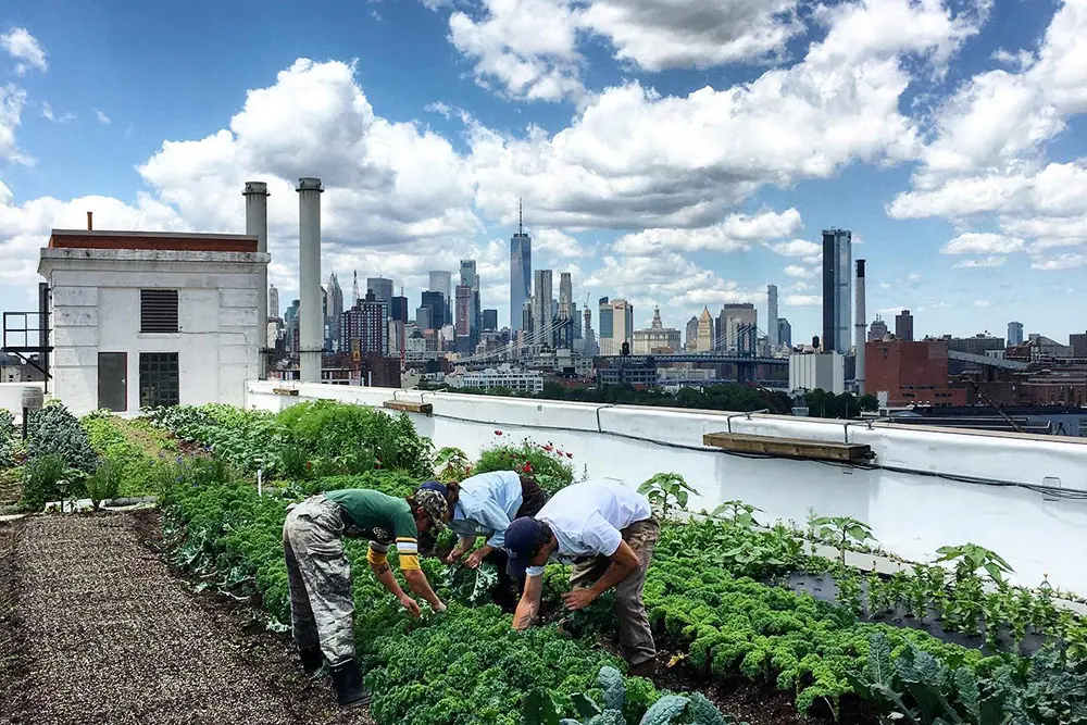 Brooklyn Grange members working in garden with New York skyline in the background