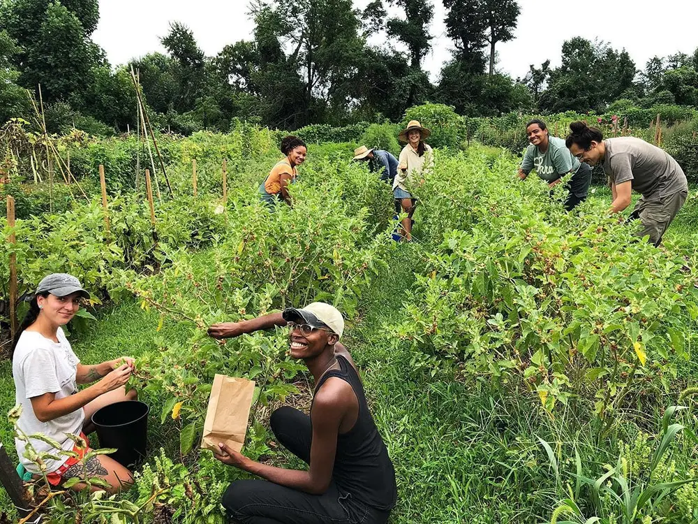 Truelove Seeds members working in the garden